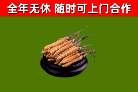 楚雄市回收冬虫夏草
