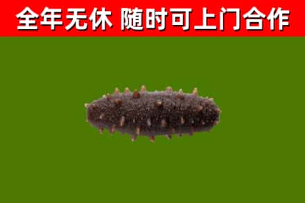 楚雄市回收海参干